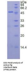 Pig Interferon Beta (IFNb) Protein (Active)