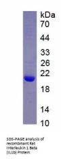 Rat Interleukin 1 Beta (IL1b) Protein (Active)