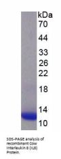 Cow Interleukin 8 (IL8) Protein (Active)