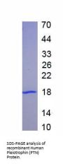 Human Pleiotrophin (PTN) Protein (Active)