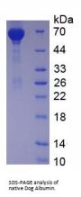 Dog Albumin (ALB) Protein