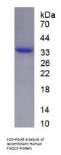 Human Fibronectin Type III Domain Containing Protein 5 (FNDC5) Protein