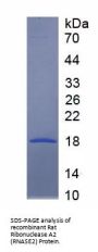 Rat Ribonuclease A2 (RNASE2) Protein