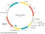 Mouse NEFM shRNA Plasmid