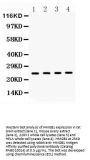 Anti-HMGB1 Picoband Antibody