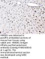 Anti-HMGB1 Picoband Antibody