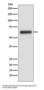 Anti-Human IgG3 IGHG3 Monoclonal Antibody