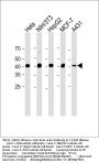 Beta-actin Antibody (Ascites)