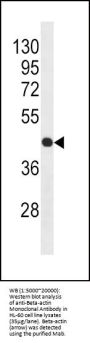 Beta-actin Antibody (Ascites)