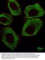 TBB5 Antibody