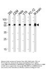 TBB5 Antibody