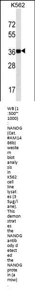 NANOG Antibody