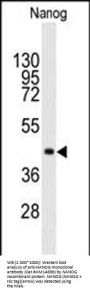 NANOG Antibody