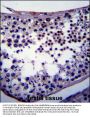 NANOG Antibody