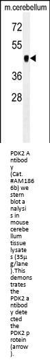 PDK2 Antibody