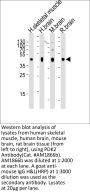 PDK2 Antibody
