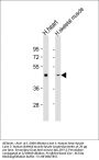 PDK2 Antibody