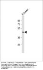 PDK2 Antibody