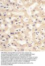 PDK2 Antibody
