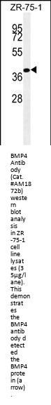 BMP4 Antibody