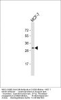 LXN Antibody