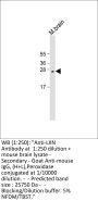 LXN Antibody