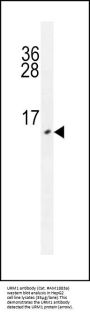 URM1 Antibody