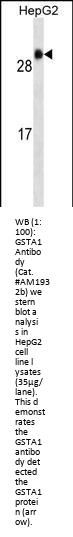 GSTA1 Antibody