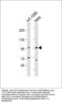 TFRC Antibody