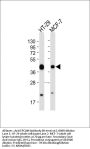 EPCAM Antibody
