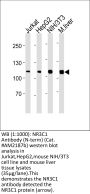 NR3C1 Antibody