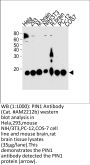 PIN1 Antibody