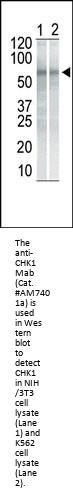 CHK1 Antibody