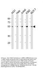 CHK1 Antibody
