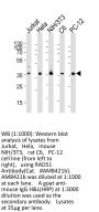 RAD51 Antibody