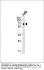 GPR56 Antibody