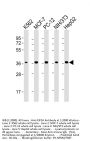 EIF2A Antibody