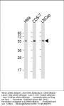 SUFU Antibody