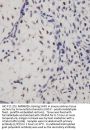 SUFU Antibody