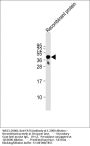 FAT4 Antibody