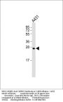 CAPNS1 Antibody