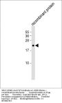 FGF4 Antibody