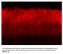 Anti-ABCA4 (Rim Protein) Antibody