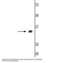 Anti-Aquaporin 4 Antibody