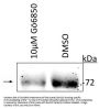 Anti-ATF2 (Thr52) Antibody