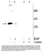 Anti-cdc2 (Tyr15) Antibody