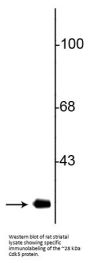 Anti-CDK5 Antibody
