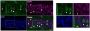 Anti-CDK5 Antibody