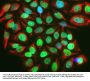Anti-c-FOS Antibody