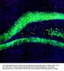 Anti-c-FOS Antibody